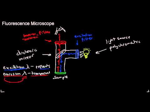 lecture 4 part 3 (fluorescence microscope, applications of fluorescence, photobleaching)