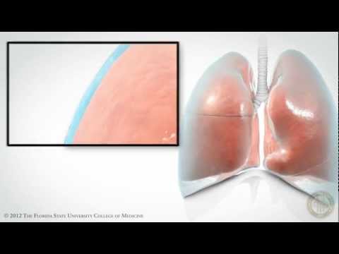 Pleural Space [HD]