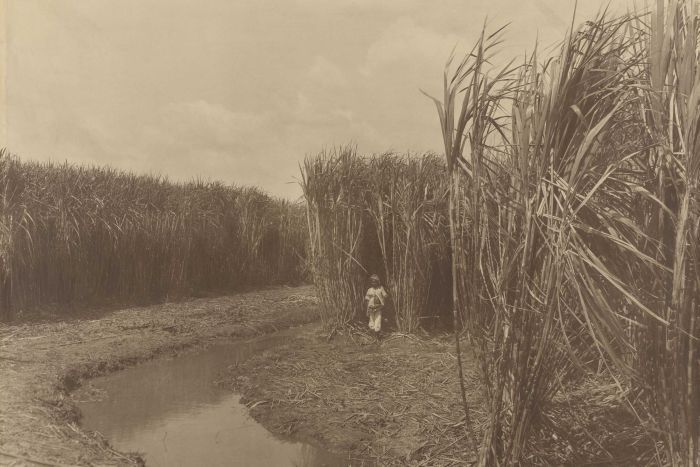 Mature canes, fertilized with artificial guano. Carbon print photo.