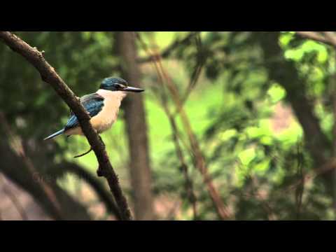 Sacred Kingfisher (Halcyon sancta) along the Yarra River, Melbourne