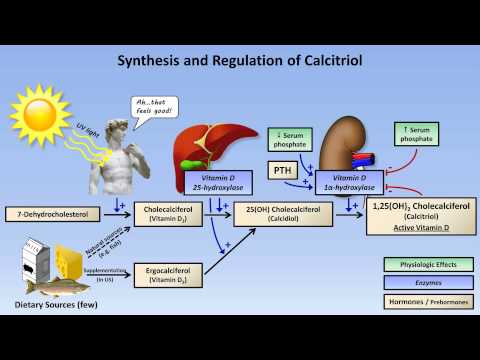 Calcium and Phosphate Metabolism