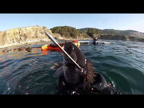 Fort Ross Abalone Dive - NOVEMBER 2013