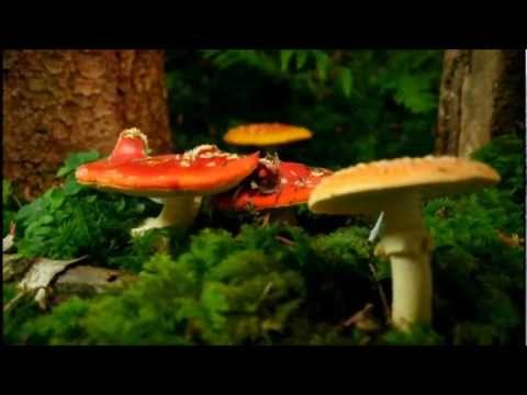 National Geographic  - Kingdom Of The Forest - Fungi