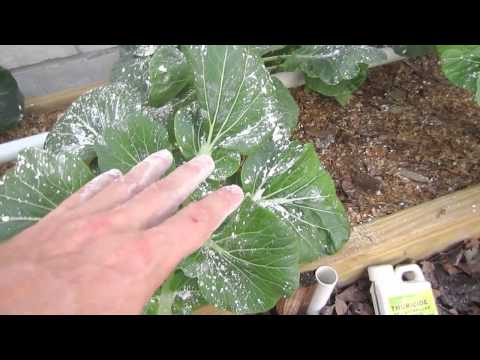 Organic Pest Control for Vegetable Gardens