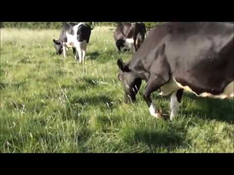 strip grazing dairy cows