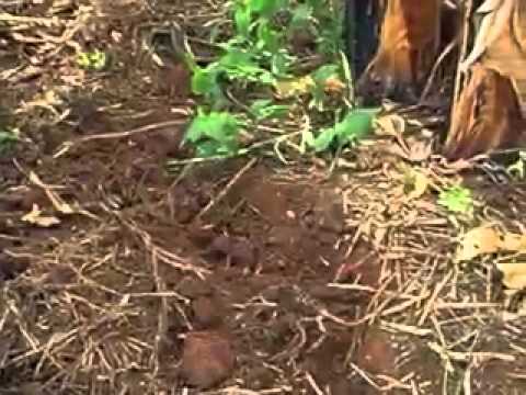 Intercropping banana with beans using zero tillage