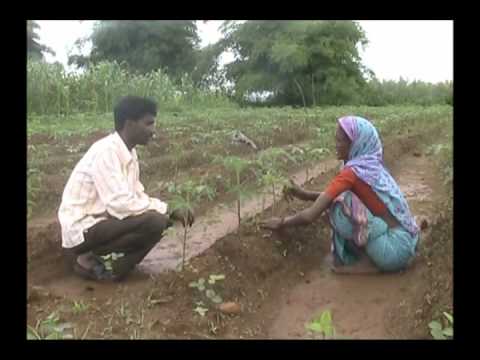 Intercropping of Merrigold in Tamato Hindi PRADAN Madhyapradesh