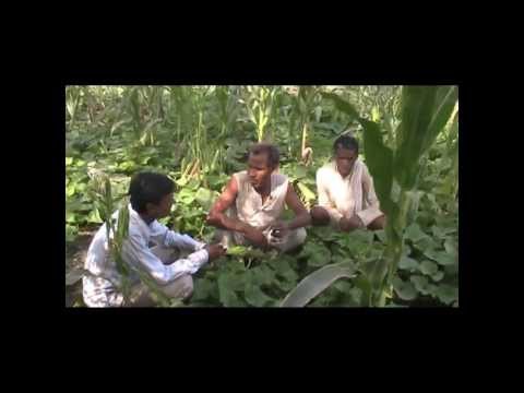 Intercropping of Maize and Cucumber Hindi Access Madhyapradesh