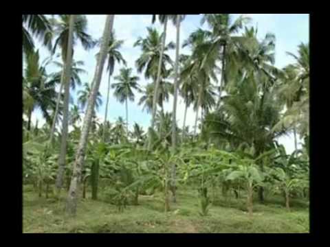 Inter cropping Under Coconut - 01