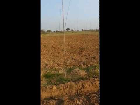 Intercropping of Turmeric with Poplar