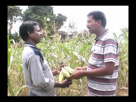 Intercropping of maize and okra - A success story Odia VARRAT Odisha