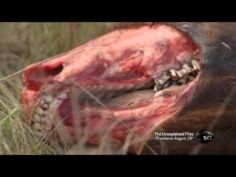 Gruesome Livestock Mutilations | The Unexplained Files