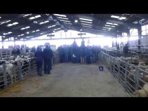 Visit to Sedgemoor livestock market