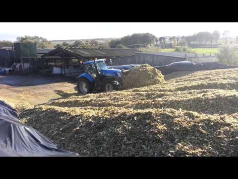 Maize harvest