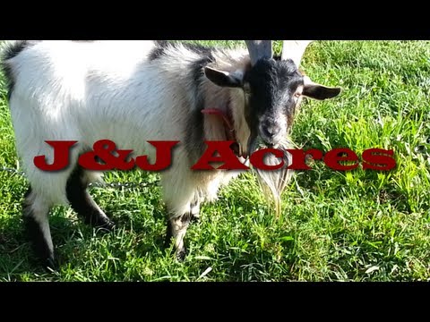 Keeping Goats for weed control - Time to mow the yard