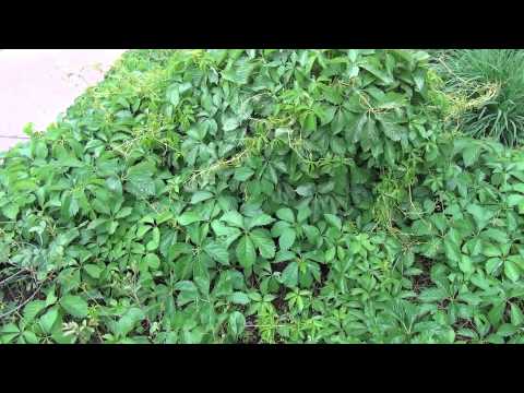 Xeriscaping front yard