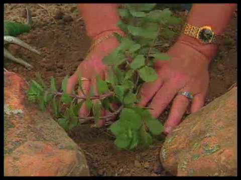 How To Prepare Soil For A Xeriscape Bed