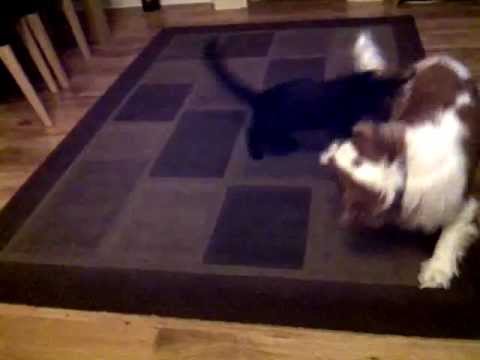 cat attacks dog