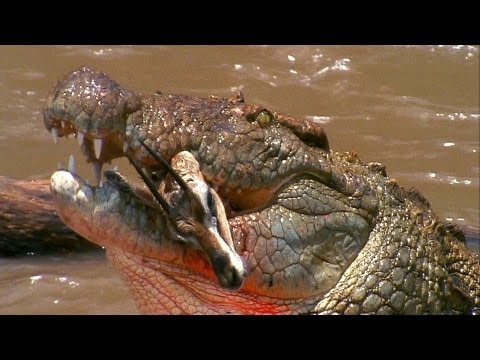 World's Deadliest - Croc Trap