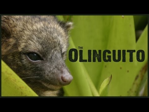 Scientists Discover A New Mammal - The Olinguito