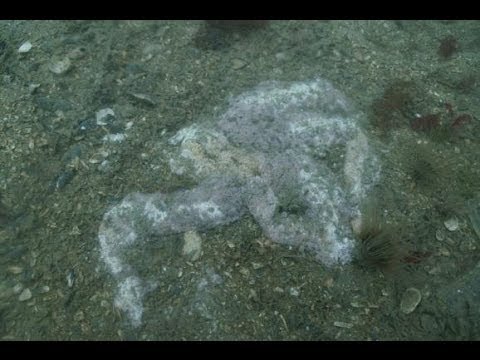 Canada : Thousands of Starfish Melting on the Ocean Floor off the Pacific West Coasts (Oct 27, 2013)