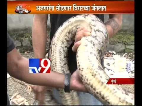 9 Foot Pythons Found in Dahisar,Mumbai-TV9