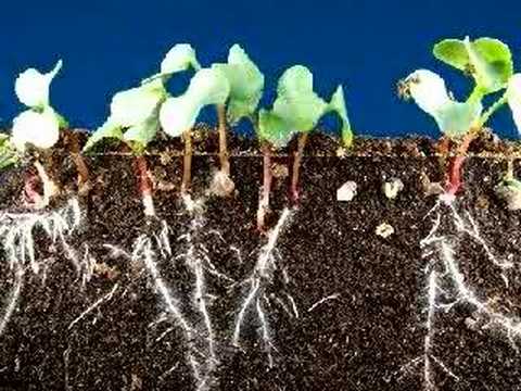 Time lapse radish seeds sprouting, top and roots growing