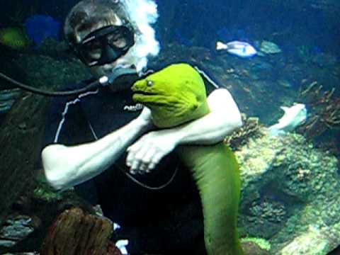 AMAZING!!! - Diver handles Huge Green Moray Eel and shows their tender side!