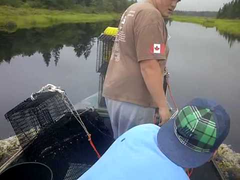 hauling eel traps