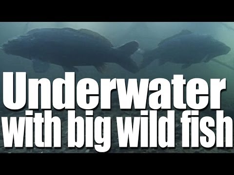 Underwater With Big Wild Fish