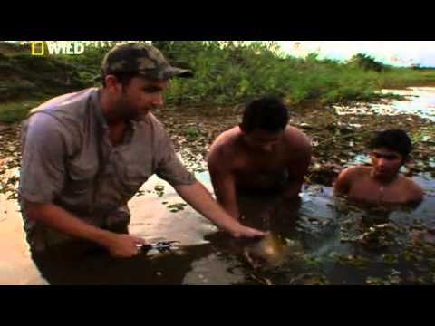 Wild Monster fish of the Amazon