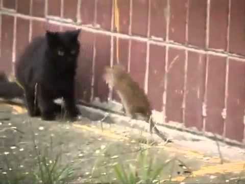 Giant Russian Rat Attacks Cats [HQ]