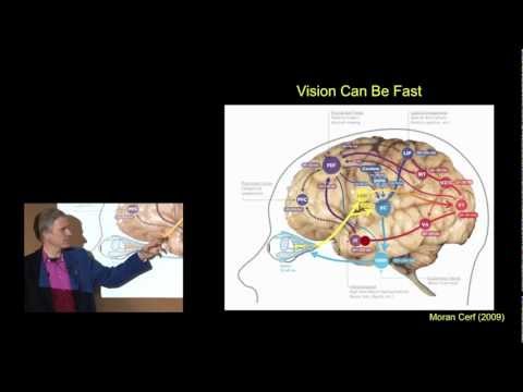 Lecture 7: Information Processing in the Brain