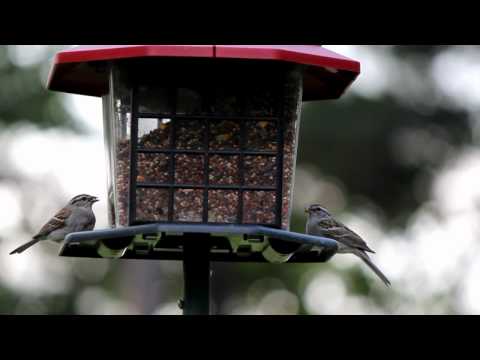 Video of Birds with Canon Rebel T3i & Corel editing software