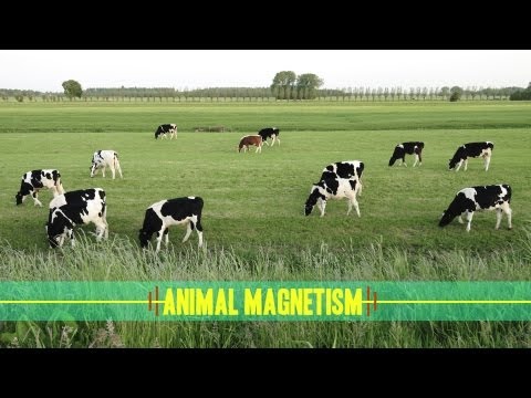 Animal Magnetism: How Animals Navigate