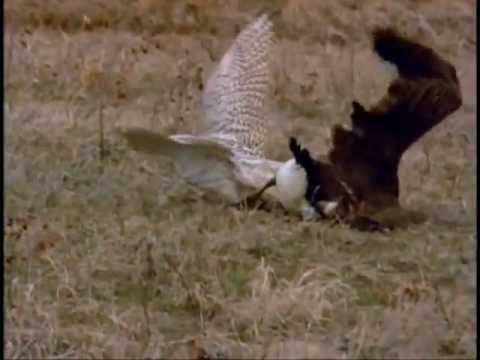 FALCON VS LARGE CANADA GOOSE