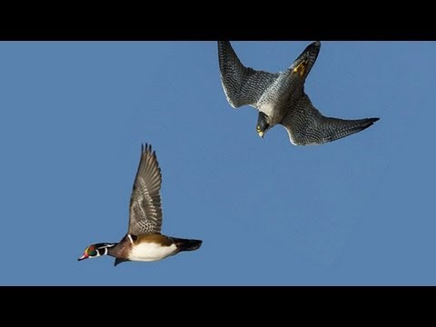 PEREGRINE FALCON STRIKES DUCK MIDAIR