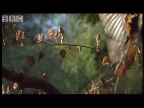 Flying with the fastest birds on the planet: Peregrine Falcon & Goshawk - Animal Camera - BBC