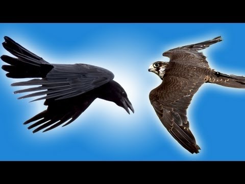 Falcon vs Raven in Slow Motion - Slo Mo #25 - Earth Unplugged