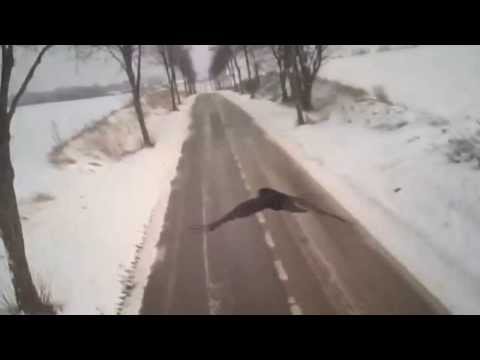 Go Pro camera on falcon's back: Mid-flight bird attack caught on camera