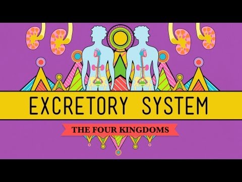 The Excretory System: From Your Heart to the Toilet -  CrashCourse Biology #29