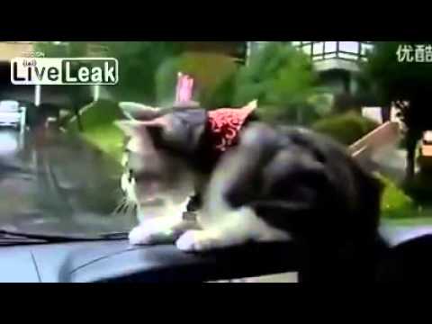 Dash Cat hunts windshield wiper