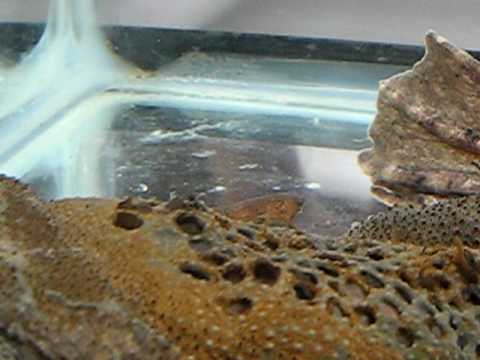 Pipa pipa - Surinam Toad Babies Emerging