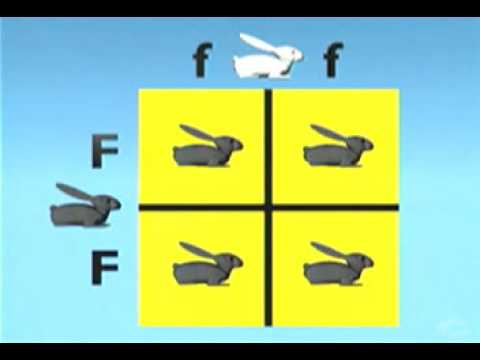 Gregor Mendel's Punnett Squares