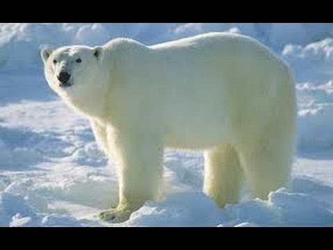 Snow and Ice Svalbard (Arctic Wildlife Documentary)