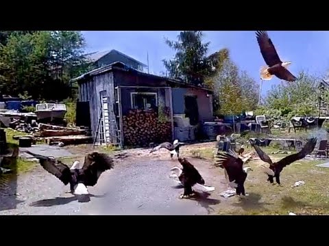 Huge Bald Eagles Scare My Wife At Remote Native Village! Over 25 Wild Birds In Fisherman's Backyard