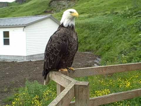 My Cats Hanging Out with the Eagles