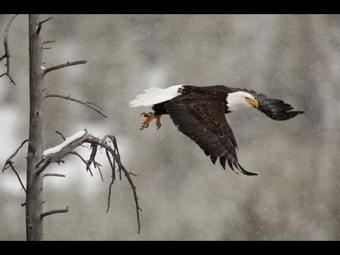 Bald Eagle steals food from coyote's mouth