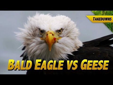 Bald Eagle vs Geese: Someone Gets Their Head Cut Off