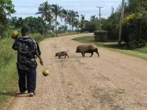 My Elective in Tonga